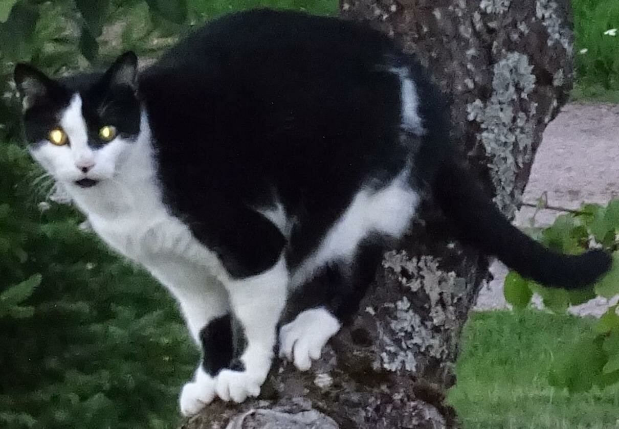 Chat